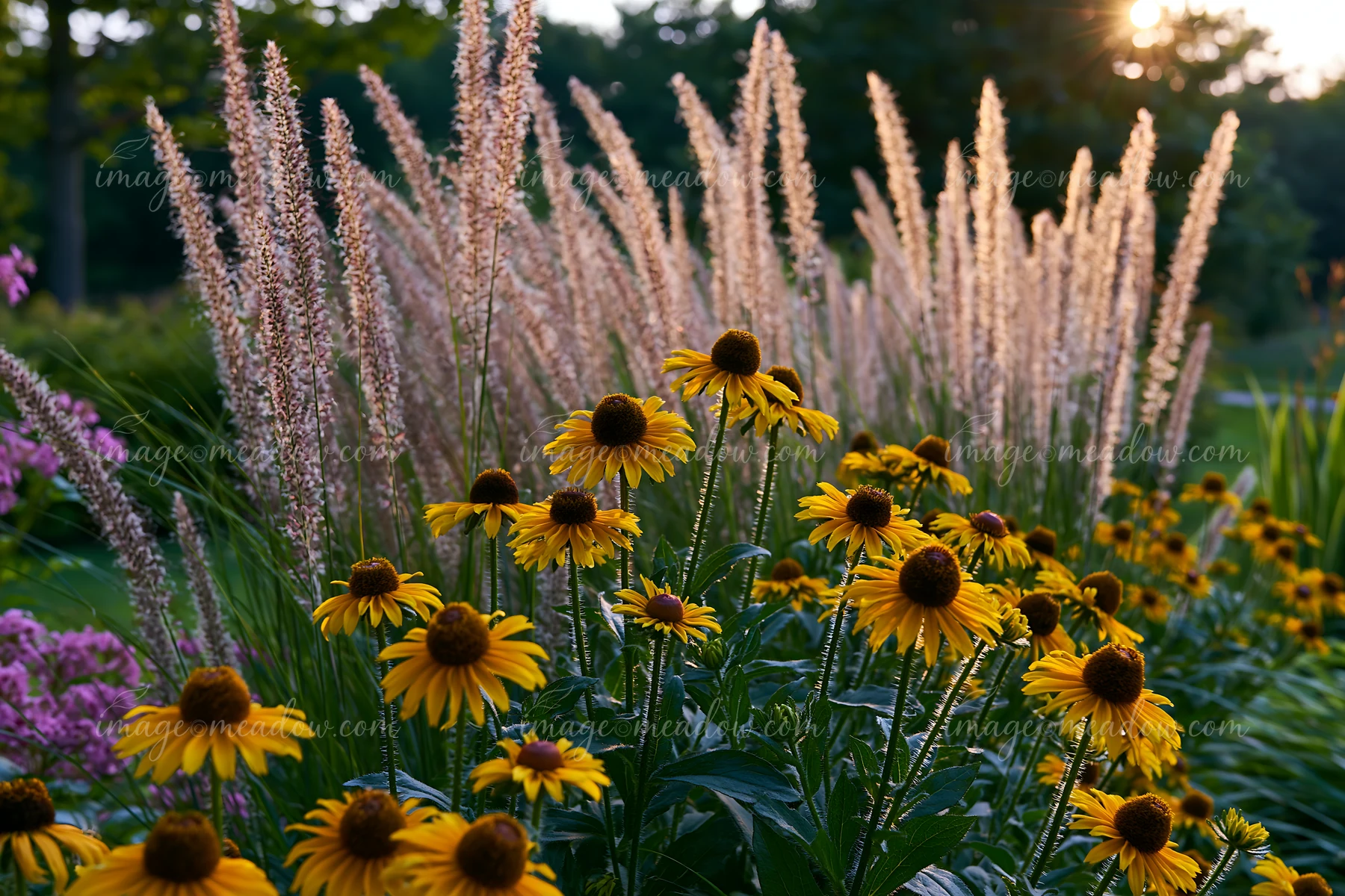 Yellow flowers bloom in a garden setting as the sun sets in the background.