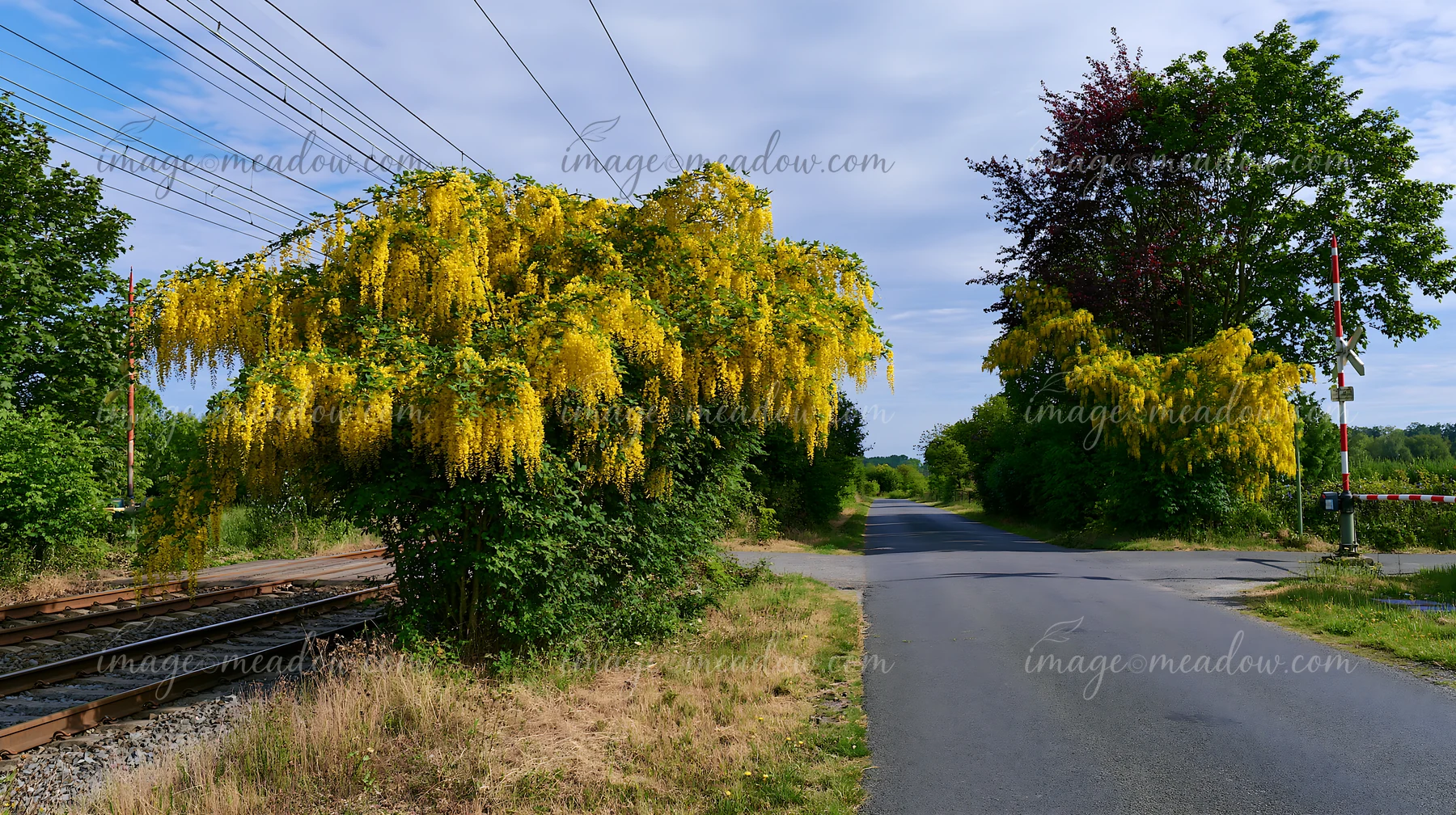 Yellow laburnum trees in full bloom stand beside a road near train tracks.