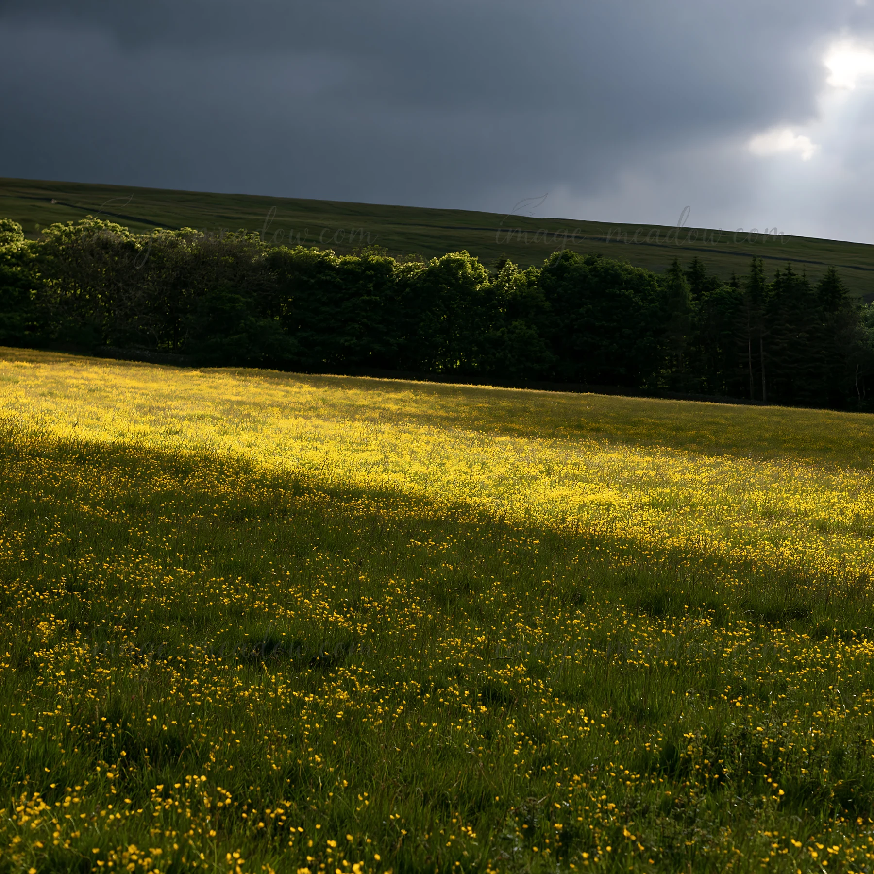 A field of buttercups fills the meadow in the Yorkshire Dales. Dark clouds gather in the sky, creating a contrast with the vivid yellow flowers. The scene captu