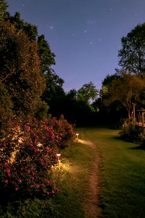 A couple stands beside illuminated rose bushes in a garden at night.