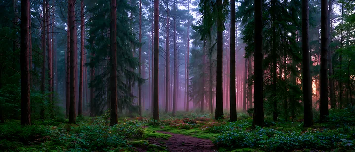A dense forest is shrouded in mist at twilight, featuring tall trees and a soft glow from the setting sun in the background.