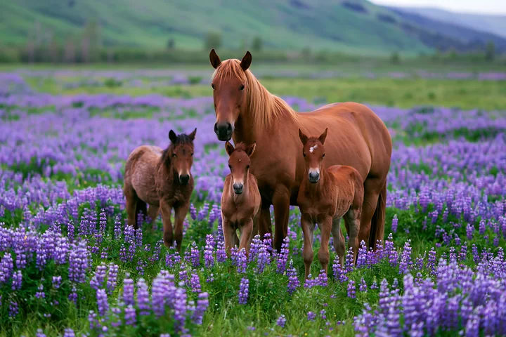 A family of wild horses grazes together in a lush field filled with purple flowers.