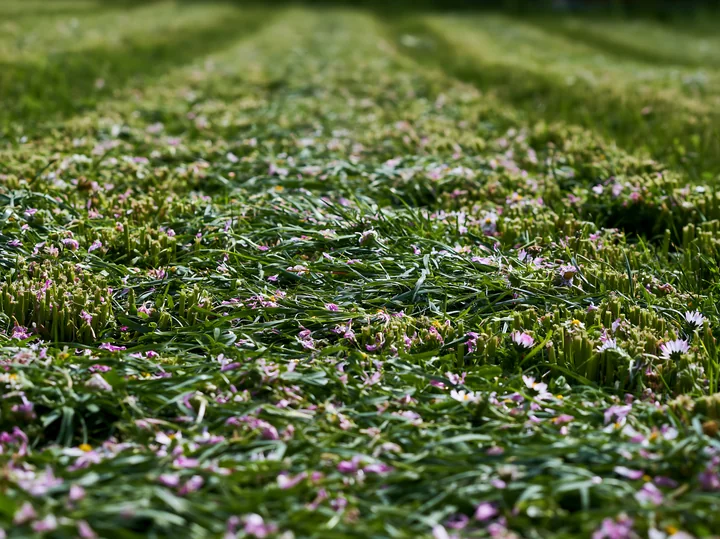 A field contains hay bales in a meadow surrounded by green grass and small wildflowers.