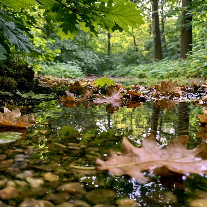 A forest watercourse with pebbled bed flows gently through a wooded area.