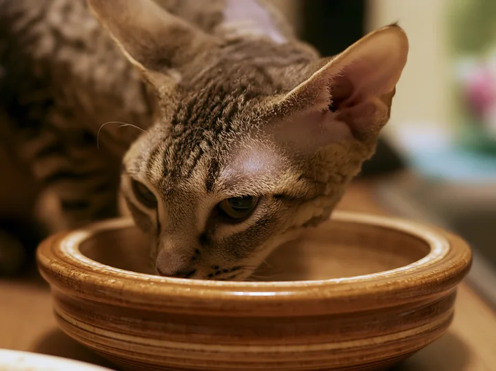 A German Rex cat is drinking from a wooden bowl placed on a table in a cozy home environment.