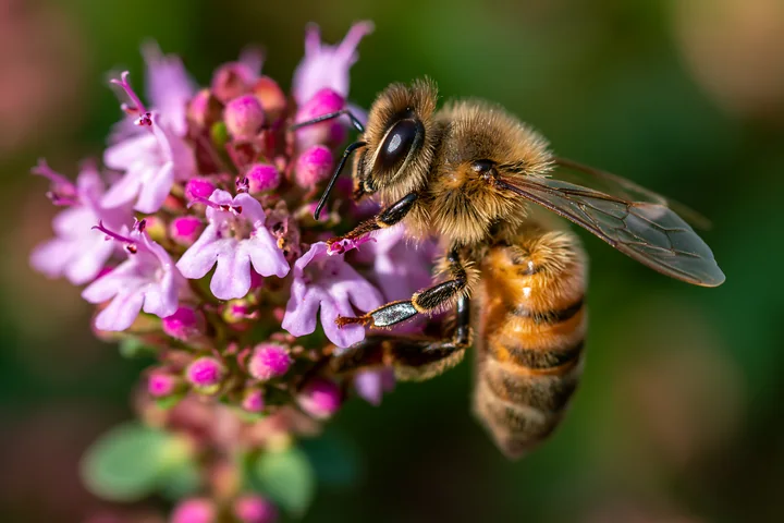 A honey bee perched motionless on a cluster of small pink flowers in a garden during daylight.