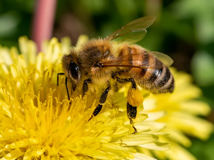 A honey bee with full pollen sacs collects nectar from a bright yellow flower in a garden.
