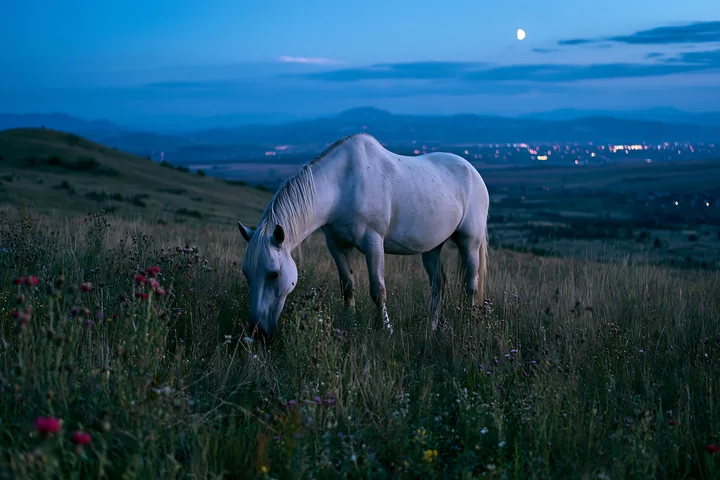 A horse grazes in a meadow filled with wildflowers under a summer night sky.