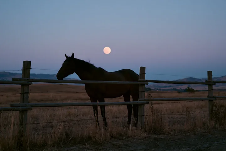 A horse silhouette stands by a wooden fence under a full moon.