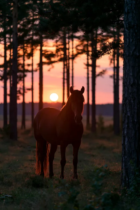 A horse stands silhouetted against a setting sun in a field surrounded by trees.