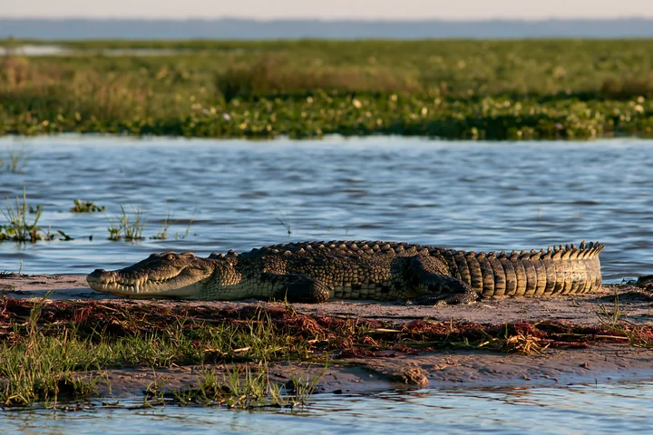 A large saltwater crocodile basks on a sandy bank in a Northern Territory wetland during late afternoon.