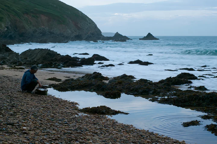 A person is gathering seaweed along a pebbly coastline beach at low tide.