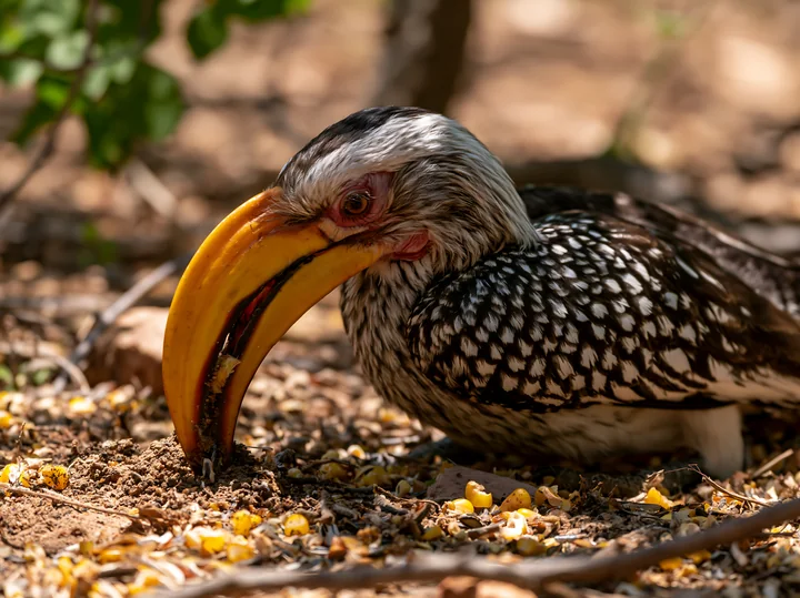 A rare bird in dry woodland is seen searching for food among fallen seeds and debris.