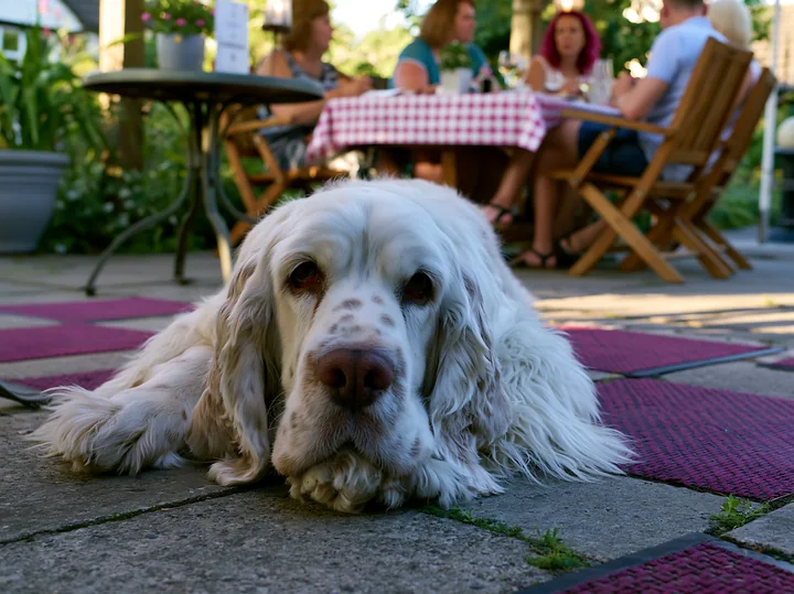 A rare dog breed is lying on the ground at an outdoor café where people are enjoying their meals.
