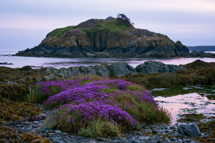 A rocky island features blooming sea lavender along the shore.
