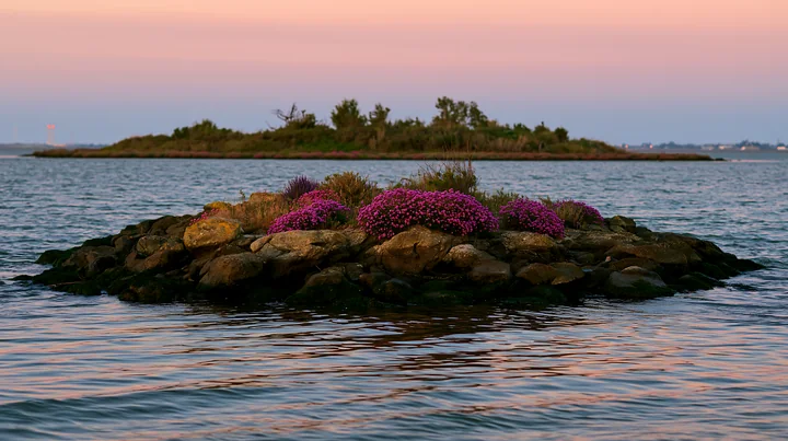 A rocky island is covered in sea lavender and sits in the water during dusk.