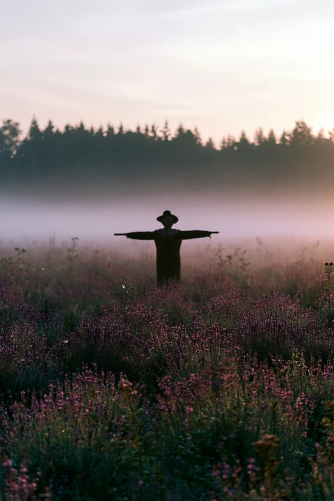 A scarecrow in a lavender field stands with arms outstretched in the early morning light.