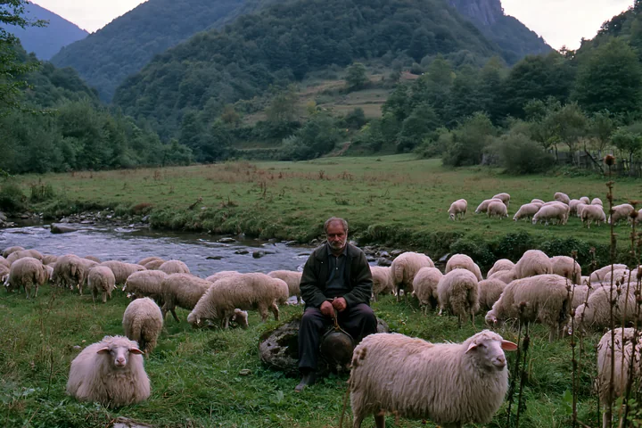 A shepherd sits on a rock surrounded by a flock of sheep in a mountain meadow.