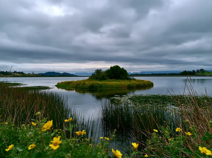 A small island covered in flowers sits in the water under a cloudy sky.