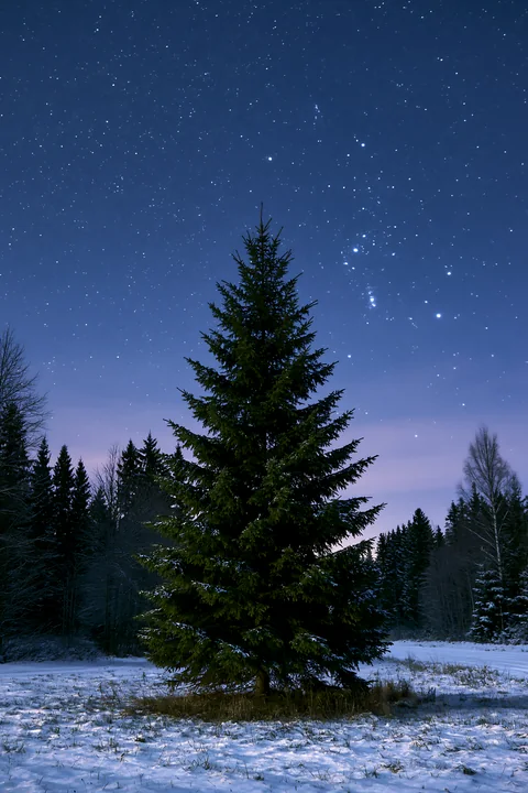 A tall evergreen stands in a snowy forest under a starry night sky.