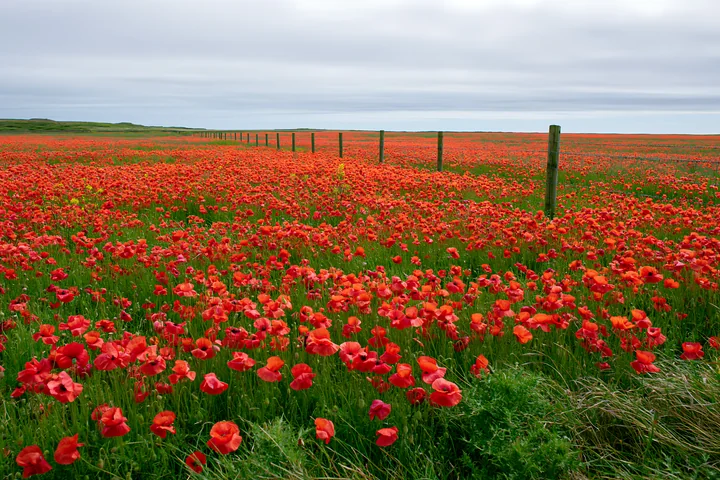 A wide view of flower-covered island landscape shows vibrant poppies blooming across the field under a cloudy sky.