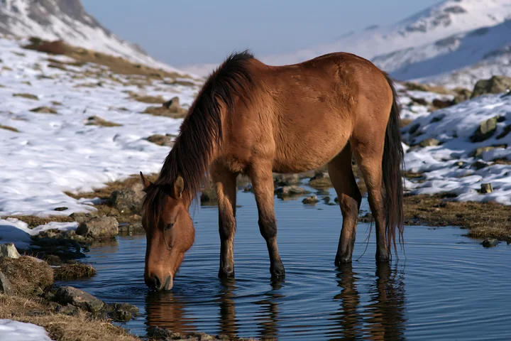 A wild horse is drinking from a natural spring in a snowy mountain landscape.