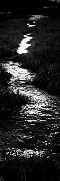 A stream flows through a meadow in Akita. Silver grasses surround the water, reflecting light. The scene captures early spring when snowmelt creates a flowing l