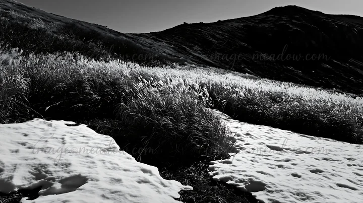 Snow is melting in a meadow filled with silver grasses against a backdrop of hills. The scene shows the transition from winter to spring in the Akita region. Pr