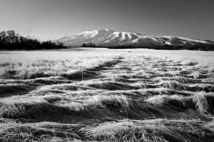 A wide view of a snowmelt meadow in Akita with silver grasses. Mountains rise in the background under clear blue skies, showcasing the landscape. Presented as a