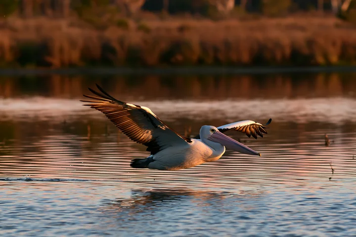 An Australian pelican on coastal lagoon moves gracefully across the water at sunset, with reflections visible in the calm surface.