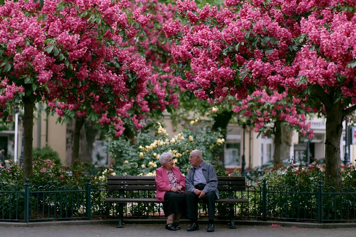 An elderly couple sits on a bench under colorful flowering trees in a public square, enjoying each other's company in a vibrant setting adorned with blooming pi