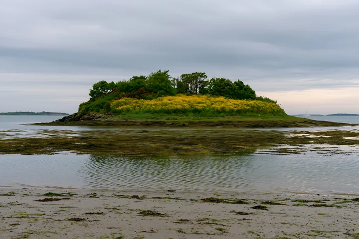 An island covered with buttercups rises from the water, surrounded by rocky shores and grassy areas.