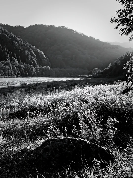 A field in Aomori shows a boulder surrounded by tall grass and wildflowers. The sun sets over the mountains, creating a warm light across the landscape. Present
