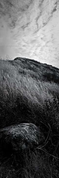 A view of a boulder on a golden meadow in Aomori. Tall grasses are swaying gently under a cloudy sky, showing a natural landscape thriving in local conditions.