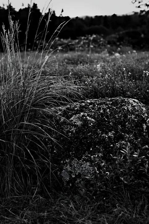 A boulder sits in a climate resilient meadow in Aomori, surrounded by grass and colorful flowering plants. The setting shows a natural landscape during daylight