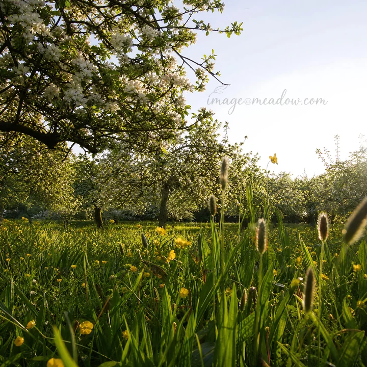 A meadow filled with apple blossoms and yellow flowers under clear sunlight. Green grass covers the ground, and trees are in bloom around the area.