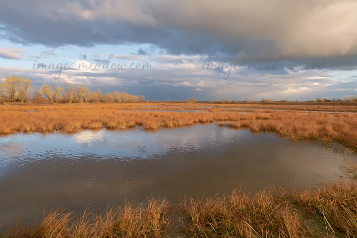 A meadow during autumn shows tall grass and water under a cloudy sky. Trees in the background hint at the changing season. This open space captures the essence