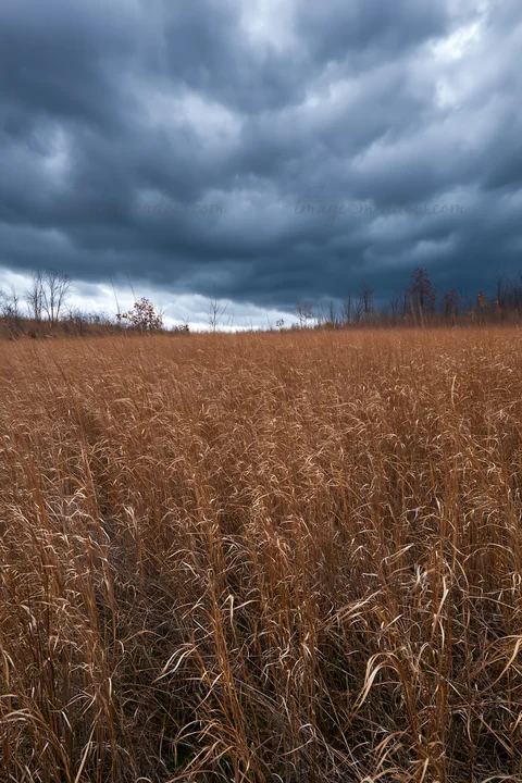 A wide view of an autumn meadow shows tall dry grass under a dark and cloudy sky. The landscape captures the essence of the season with muted colors and overcas