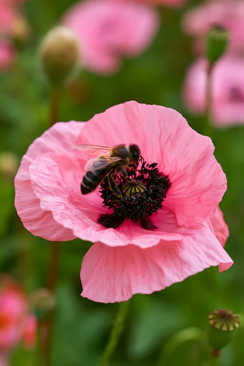Bees on meadow flowers show a busy bee gathering nectar from a pink poppy in a vibrant field of greenery.