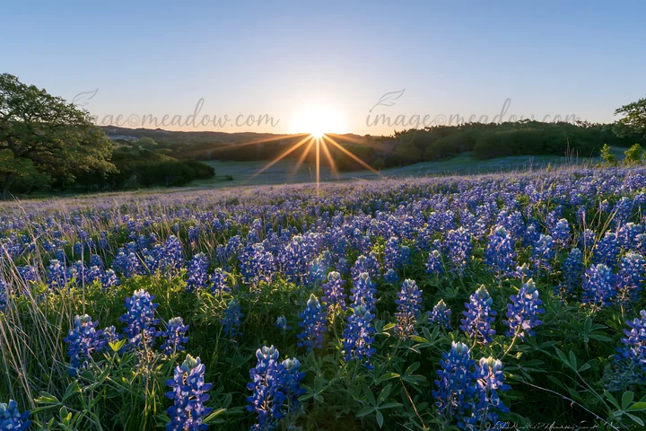 A field filled with bluebonnet flowers stretches across the landscape in Texas. The sun rises in the background, casting light over the flowers and surrounding