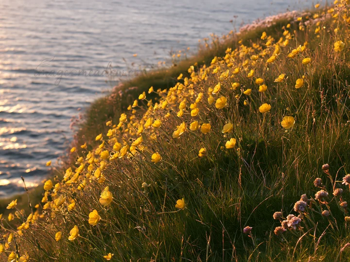 Golden buttercup flowers grow along a grassy slope near the water. The sun sets in the background, casting warm light on the meadow. This scene captures a natur