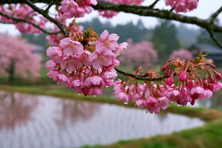 Cherry blossoms beside rice fields in Japan create a scenic view with pink flowers and water droplets.