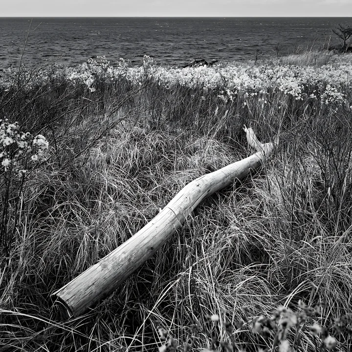 A piece of driftwood lies on a grassy meadow near the coastal area of Chiba. The ocean is visible in the background, along with a cloudy sky, suggesting a cool