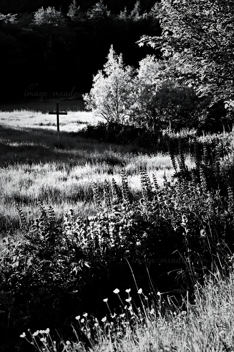A cross stands near a mineral spring in a meadow. Tall grass and plants surround it. Soft light shines on the scene, showcasing natural elements. The setting is