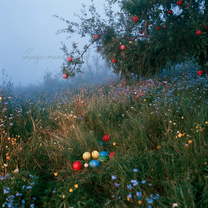 An apple tree stands in a meadow filled with colorful flowers and bracken. Brightly colored ornaments lie scattered in the grass. The scene is set during a fogg