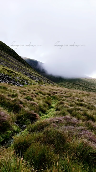 Meadow located in a mountainous region shows grasses and plants. Fog rests on the mountain tops, blending into the landscape. The scene captures the natural bea
