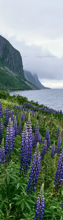 A colorful lupine meadow grows by the coast with mountains in the background. The scene captures the natural beauty of flowers and water under a cloudy sky.