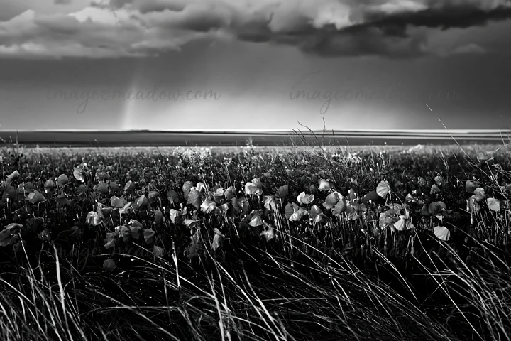 A large field of colorful poppy flowers stretches across the landscape. Dark clouds loom above, hinting at a possible rain. The view captures the natural beauty