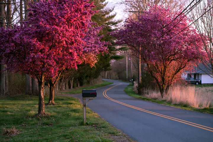Colorful spring trees line a quiet country road during sunset, illuminating the scene with shades of pink and purple while a mailbox stands nearby.