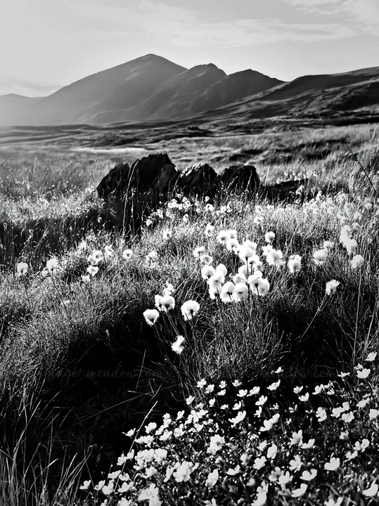 Cottongrass grows in a meadow with rocky features in the background. Mountains rise in the distance under a bright sky. This natural setting captures the essenc
